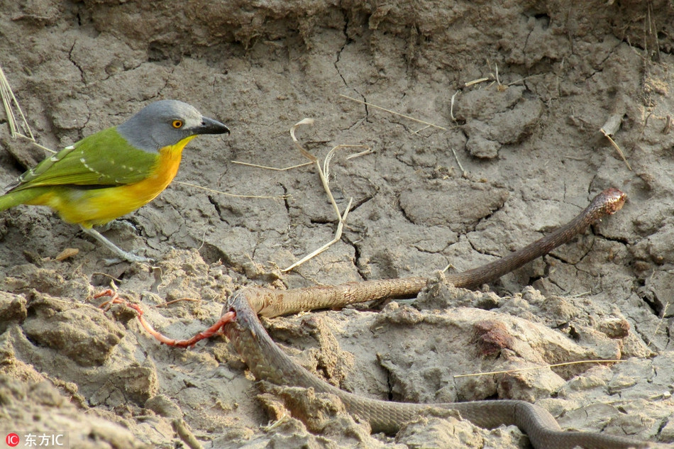 Lợi dụng điều đó, con chim bụi rậm đầu xám không lấy gì làm vội vàng. Nó không giết chết ngay con rắn mà dùng chiếc mỏ sắc, cứng, nhọn mổ vào bụng con rắn và lôi nội tạng trong cơ thể của con rắn ra ngoài để ăn.