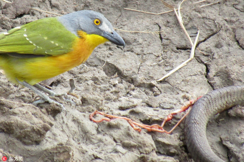 Ngược lại, con chim rất thản nhiên và nhàn nhã thưởng thức bữa ăn, không hề thương xót con mồi.