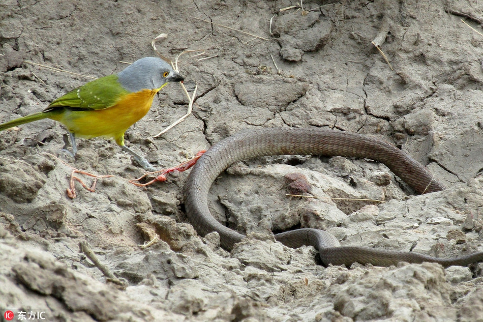 Quá trình bị ăn sống khiến con rắn vô cùng đau đớn. Thế nhưng khi đã thua trận, không thể chống trả, con rắn đành bất lực chấp nhận số phận.