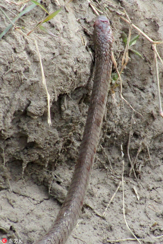 Có thể thấy, con rắn đã bị thương rất nặng ở phần đầu. Mắt, mũi của nó cũng bị moi ra, khiến con rắn hoàn toàn mất phương hướng, không thể đi trốn.