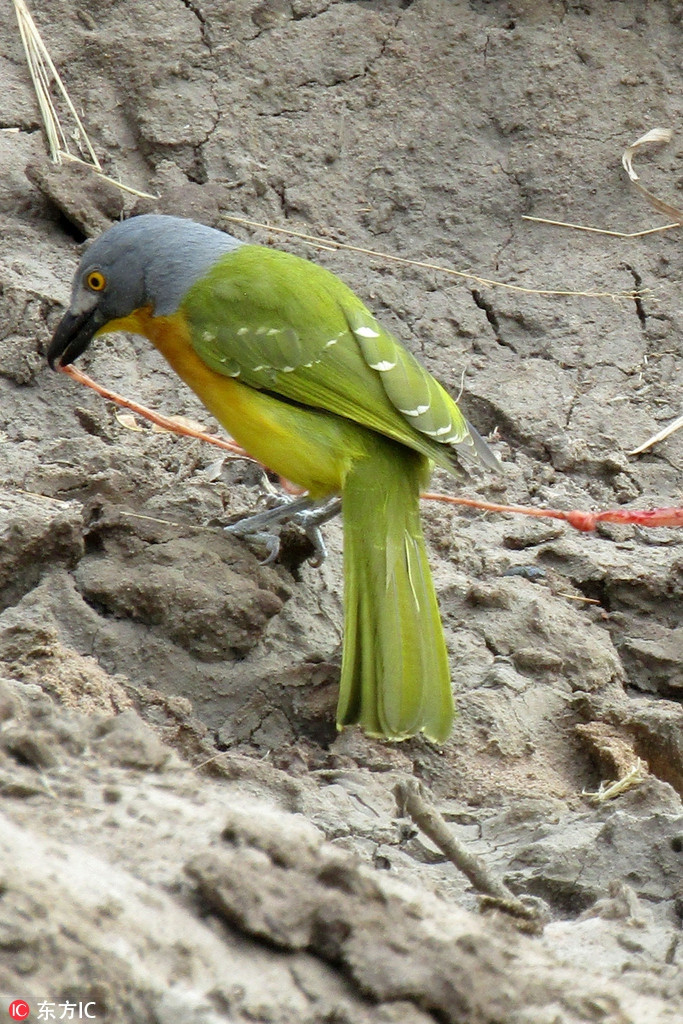 Thông thường, những con rắn là thợ săn và chim sẽ là con mồi. Thế nhưng trong trường hợp này, tất cả đảo ngược, không phải rắn ăn thịt chim, mà là một con chim bụi rậm đầu xám đã biến con rắn thành con mồi.