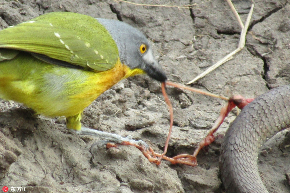 Hình ảnh đáng sợ này cho thấy, một con chim nhỏ đang cố gắng kéo ra những bộ phận bên trong cơ thể con rắn để ăn thịt, trong khi đó, con rắn vẫn đang còn sống và quằn quại vì quá đau đớn.