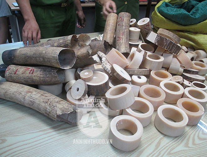 Tuy nhiên, mọi hành vi mua bán, vận chuyển, tàng trữ trái phép ngà voi đều bị pháp luật cấm