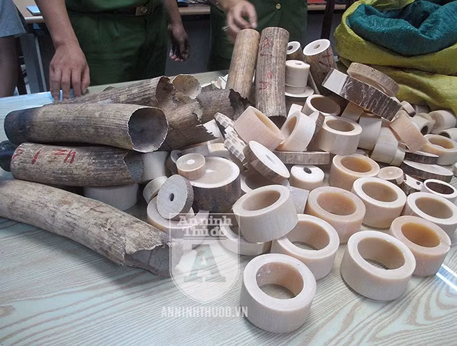 Tuy nhiên, mọi hành vi mua bán, vận chuyển, tàng trữ trái phép ngà voi đều bị pháp luật cấm