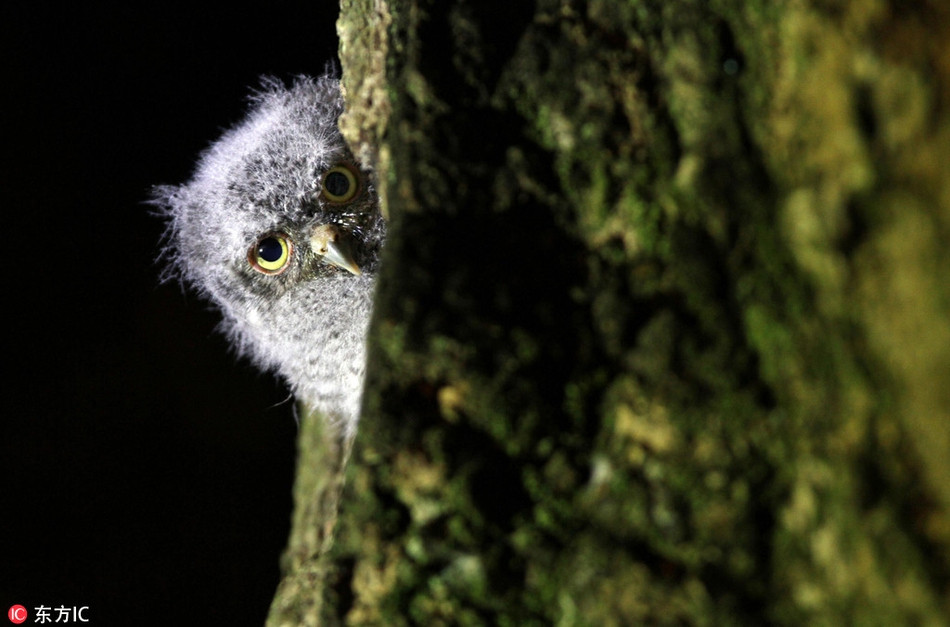 Bức ảnh động vật e thẹn là một con cú hoang dã vừa tò mò vừa nhút nhát, mặc dù rất muốn biết nhiếp ảnh gia đang làm gì thế nhưng nó nhất quyết không chịu bay ra ngoài xem xét mà chỉ ngó ra một chút đầu ra để quan sát.