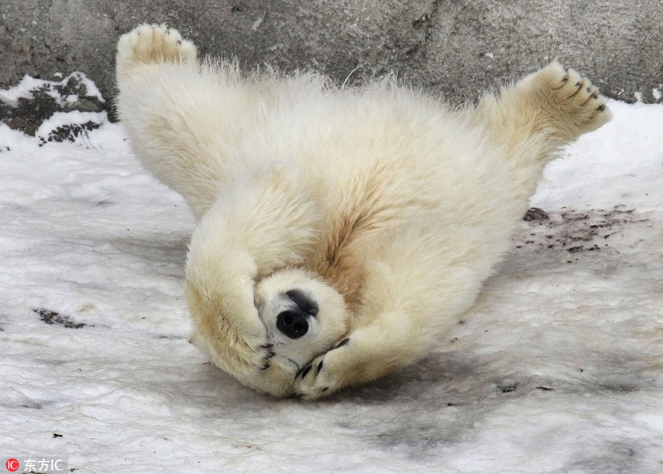 Xấu hổ vì ngã dập mông, gấu Bắc cực con vội vàng che mặt khi thấy nhiếp ảnh gia chĩa ống kính máy ảnh về phía mình.