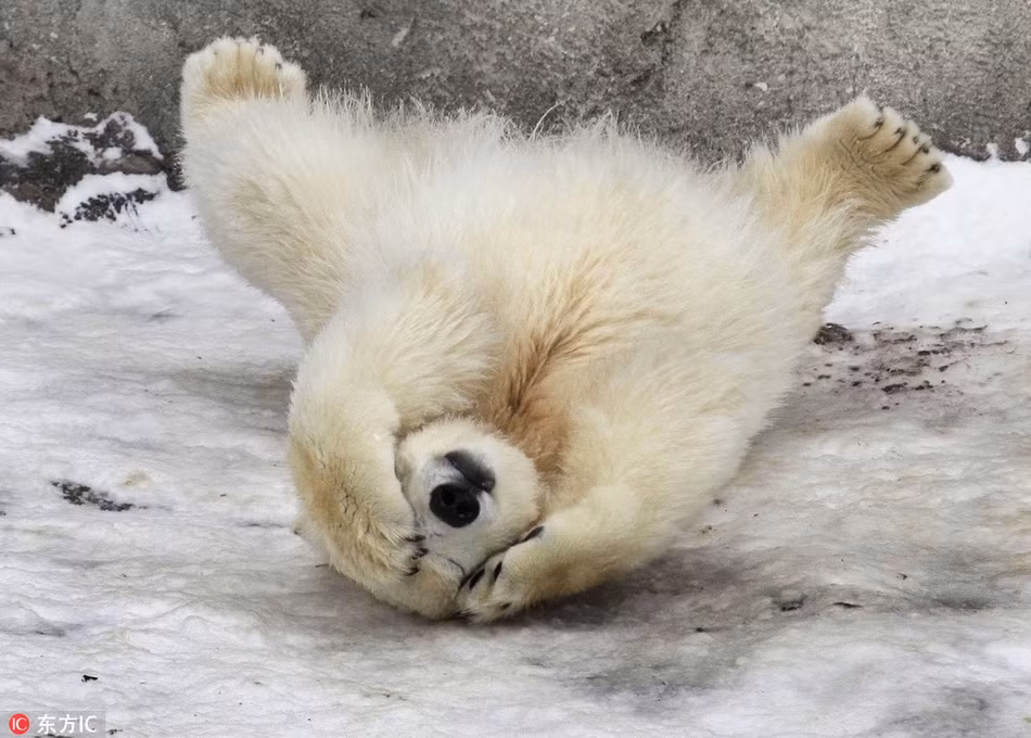 Xấu hổ vì ngã dập mông, gấu Bắc cực con vội vàng che mặt khi thấy nhiếp ảnh gia chĩa ống kính máy ảnh về phía mình.