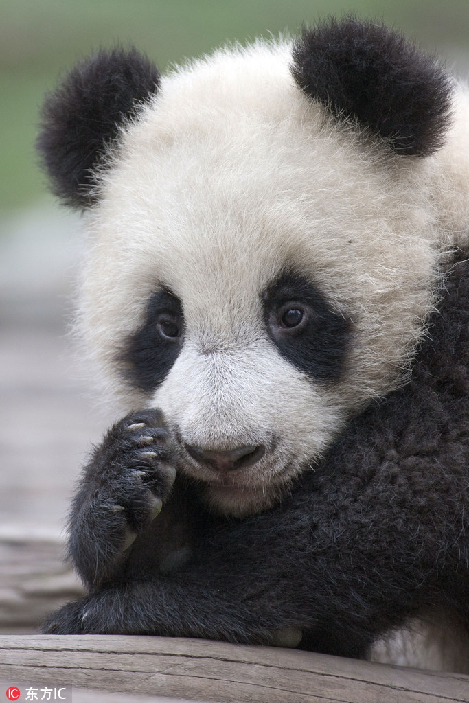 Sau khi rơi xuống đất từ một nhánh cây, gấu trúc xấu hổ không còn tự nhiên trước ống kính máy ảnh.