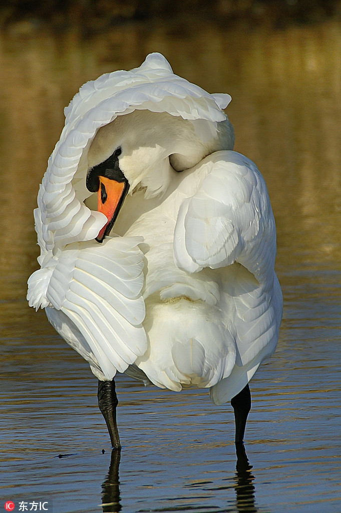 Bị chụp trộm khi không được duyên dáng cho lắm, con chim thiên nga này vội vàng nâng cánh che mặt.