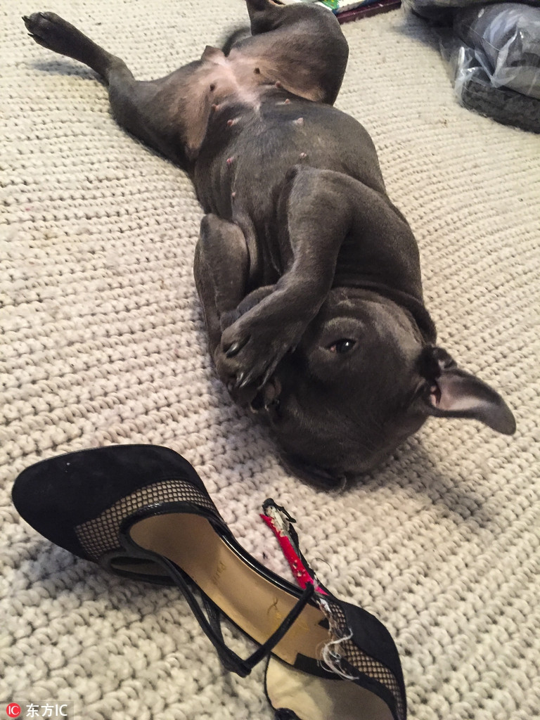 Bị phát hiện đã cắn hỏng đôi cao gót của chủ nhân, chú chó lấy tay che mặt khị bị chụp lạ khoảnh khắc đáng xấu hổ này.