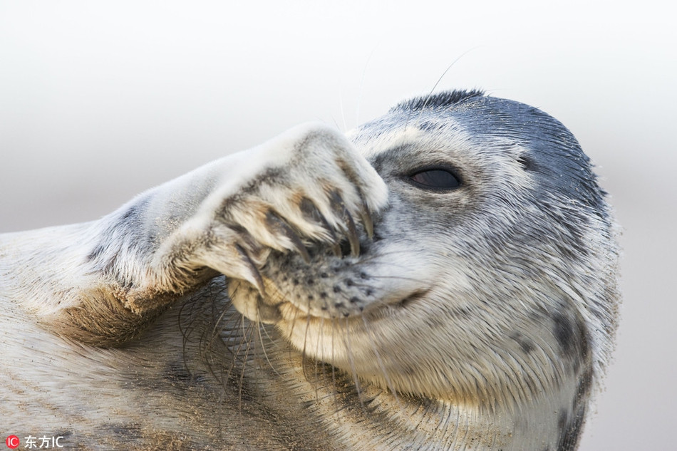 Thấy máy ảnh lia đến chỗ mình, con hải cẩu nhút nhát này ngượng ngùng đến mức lấy tay che mặt.