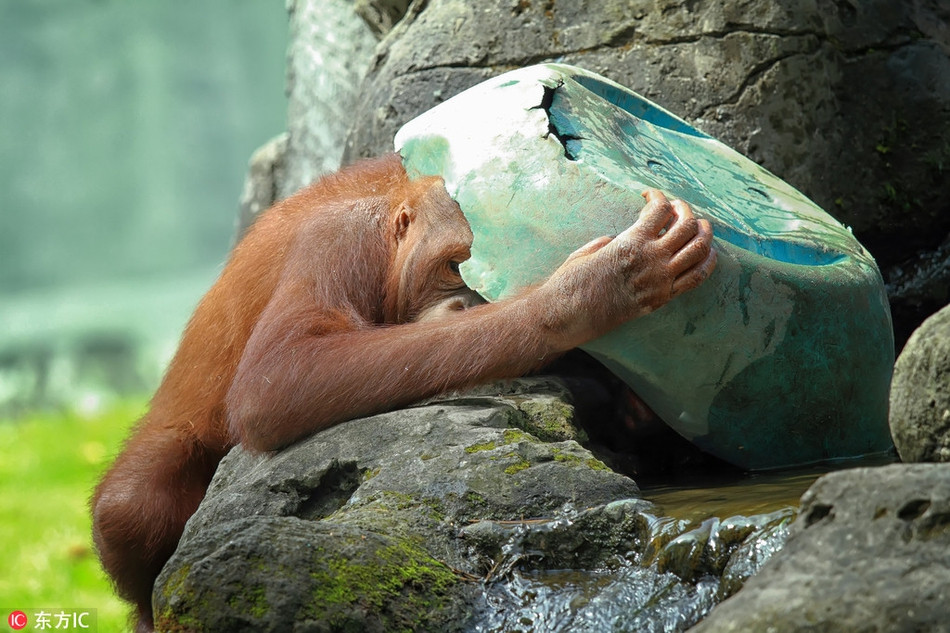 Đười ươi nữ xấu hổ khi du khách đã nhìn thấy những hành động ấu trĩ của nó. Để bớt ngượng, con đười ươi cố gắng giấu mặt đi.