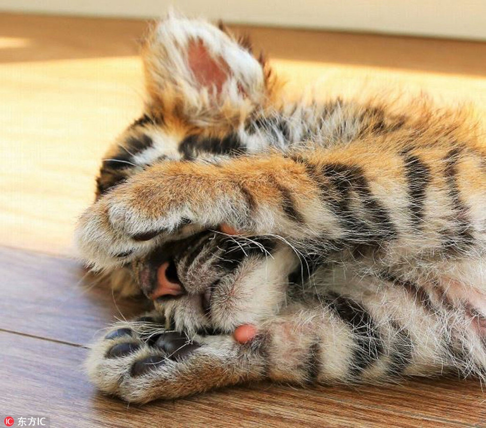 Hổ con nhút nhát che mặt khi thấy nhiếp ảnh gia có ý định chụp trộm mình.