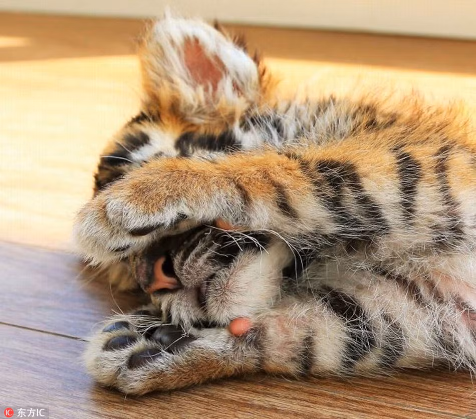 Hổ con nhút nhát che mặt khi thấy nhiếp ảnh gia có ý định chụp trộm mình.