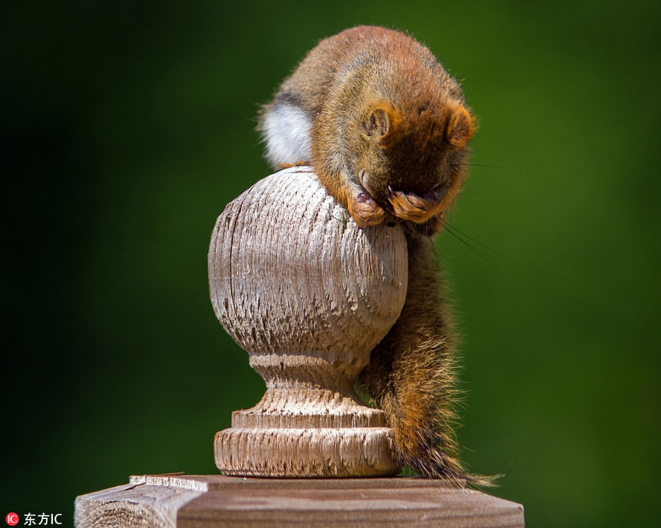 Dường như biết mình nghịch ngợm quá đà, làm trò hề cho người khác xem, sóc đỏ cúi gập người, lấy cả hai tay che mặt để trốn tránh.