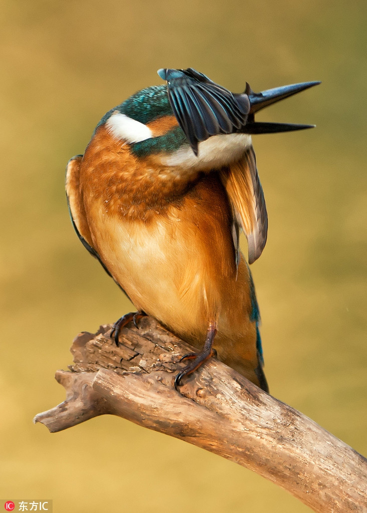 Đứng đợi mãi không bắt được con cá nào, chim bói cá ngượng ngùng che mặt khi để nhiếp ảnh gia chờ lâu.