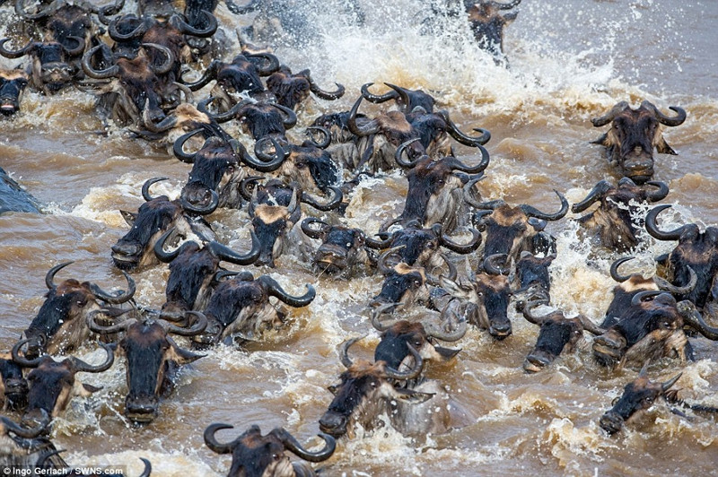 Ngoài việc bệnh tật, mệt mỏi và bị lạc đàn, những động vật ăn cỏ này còn phải vượt qua con sông Mara, một con sông đầy cá sấu khổng lồ khát máu và dường như luôn luôn đói bụng.