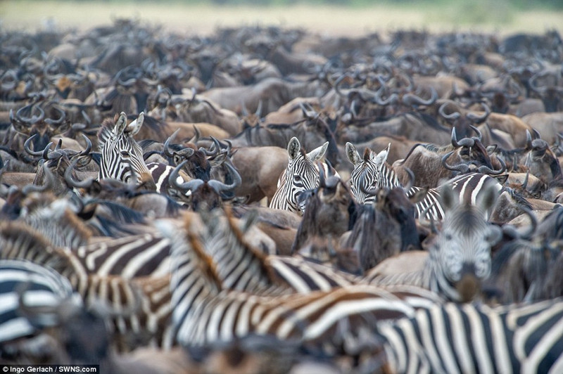 Theo tìm hiểu, từ vào khoảng tháng 7 đến tháng 9 hàng năm, hàng trăm ngàn con linh dương đầu bò, ngựa vằn và những động vật ăn cỏ khác sẽ di chuyển từ vùng đồng bằng Serengeti ở Tanzania đến đồng bằng Masai Mara của Kenya để tìm sự sống mới.