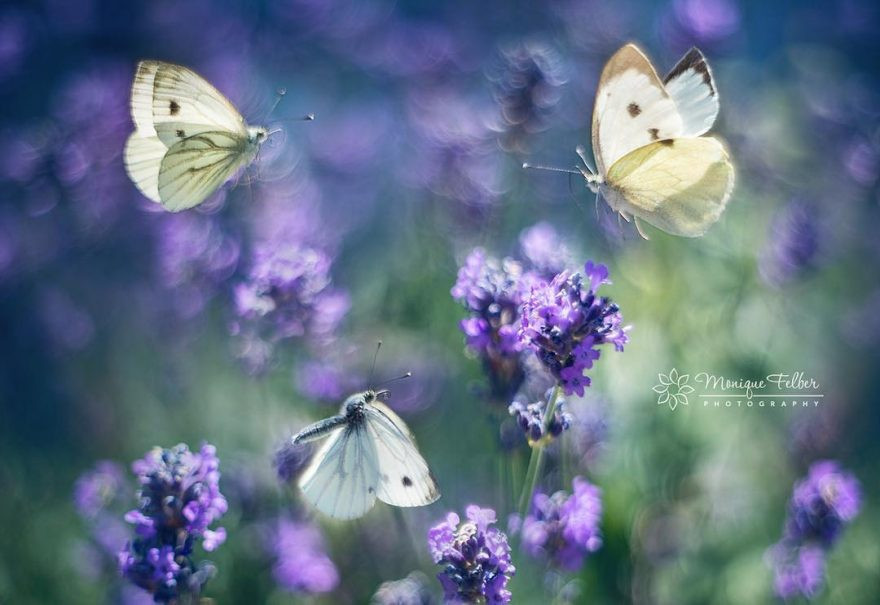 Những con bướm giống như đang khiêu vũ trên vũ đài hoa thơm ngát và lộng lẫy.