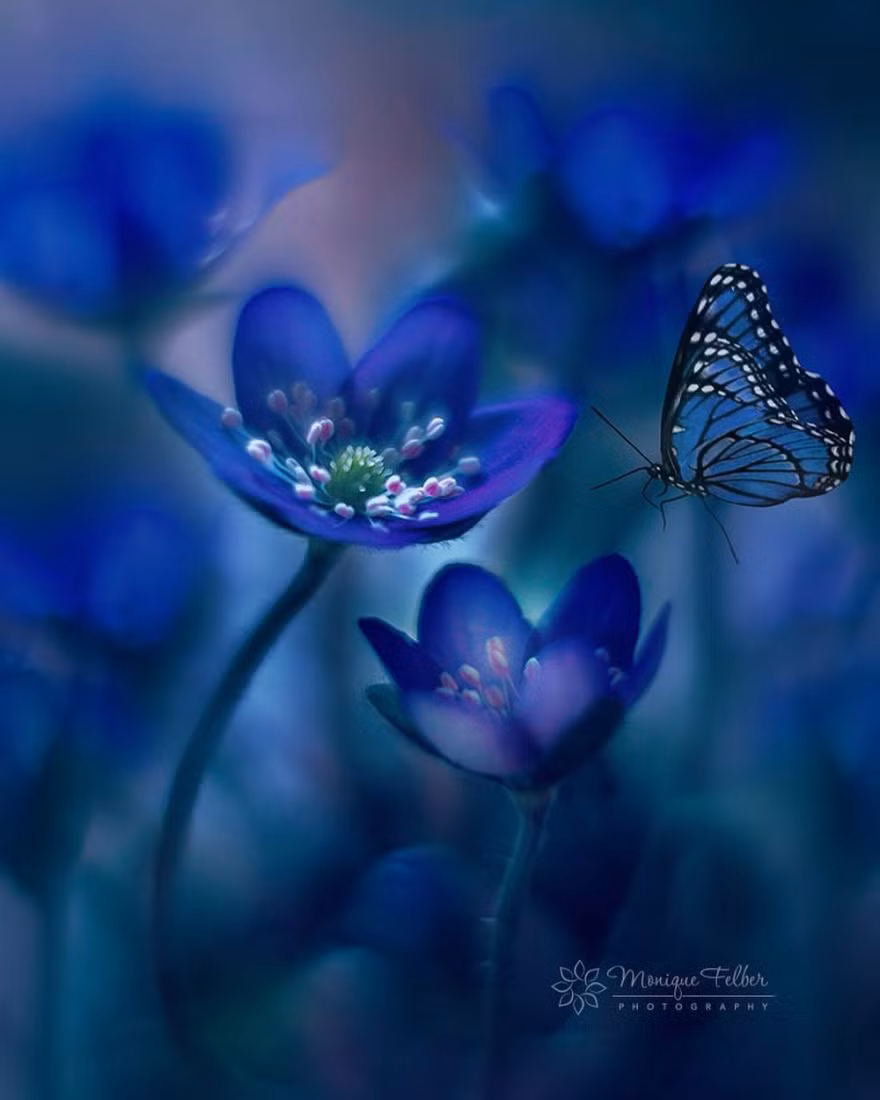 Trong những ảnh thiên nhiên của Monique Felbe, những con bướm xinh đẹp mỹ miều bay lượn giữa những bông hoa hệt như những vũ công ballet đang thể hiện những bước nhảy duyên dáng trên một sân khấu đầy màu sắc và hương thơm.