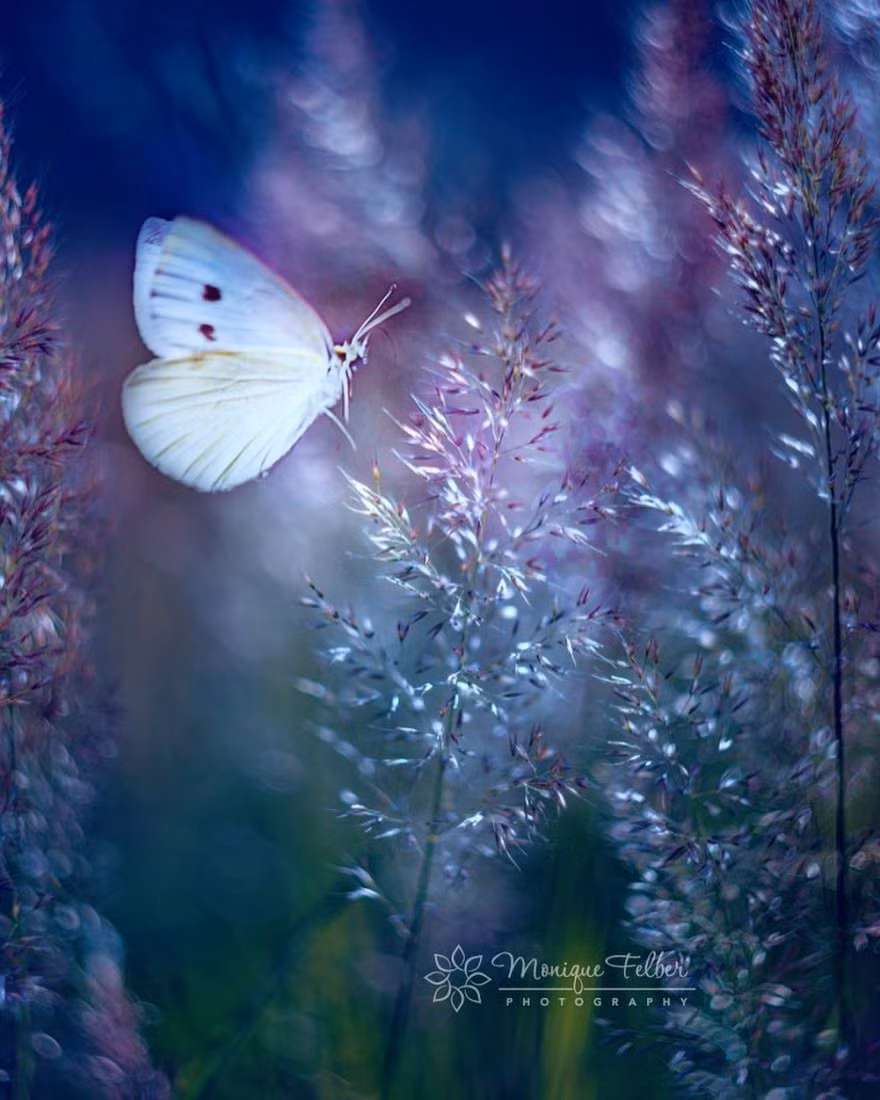 Qua ống kính của nhiếp ảnh gia Monique Felbe, sự kết hợp giữa những bông hoa và loài bướm thực sự là một sự kết hợp hoàn hảo, không ngừng hấp dẫn, cuốn hút người xem.