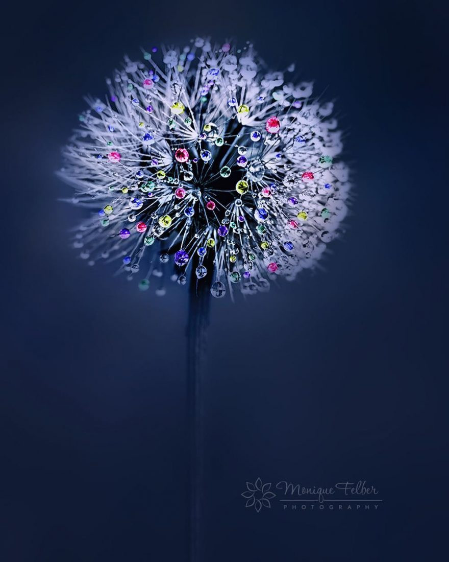 Chỉ đơn giản là những giọt sương đọng trên bông hoa bồ công anh, thế nhưng qua ống kính của nhiếp ảnh gia tài năng Monique Felbe, người xem có thể cảm nhận được toàn bộ vẻ đẹp lung linh của thiên nhiên.