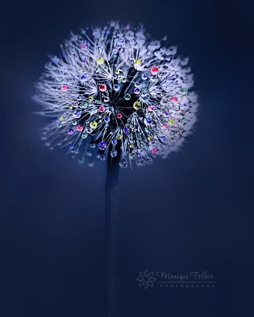 Chỉ đơn giản là những giọt sương đọng trên bông hoa bồ công anh, thế nhưng qua ống kính của nhiếp ảnh gia tài năng Monique Felbe, người xem có thể cảm nhận được toàn bộ vẻ đẹp lung linh của thiên nhiên.