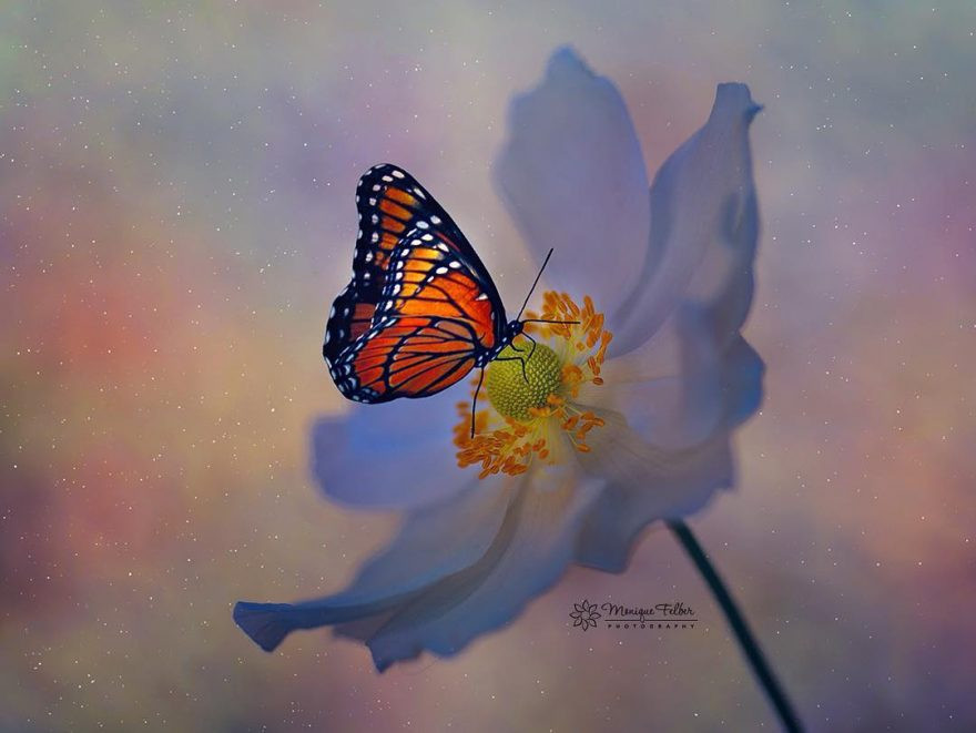 Rất nhiều người sau khi xem xong hình ảnh này của nhiếp ảnh gia Monique Felbe đã không khỏi thốt lên rằng, họ như lạc vào một thế giới thần tiên đẹp tuyệt mỹ.