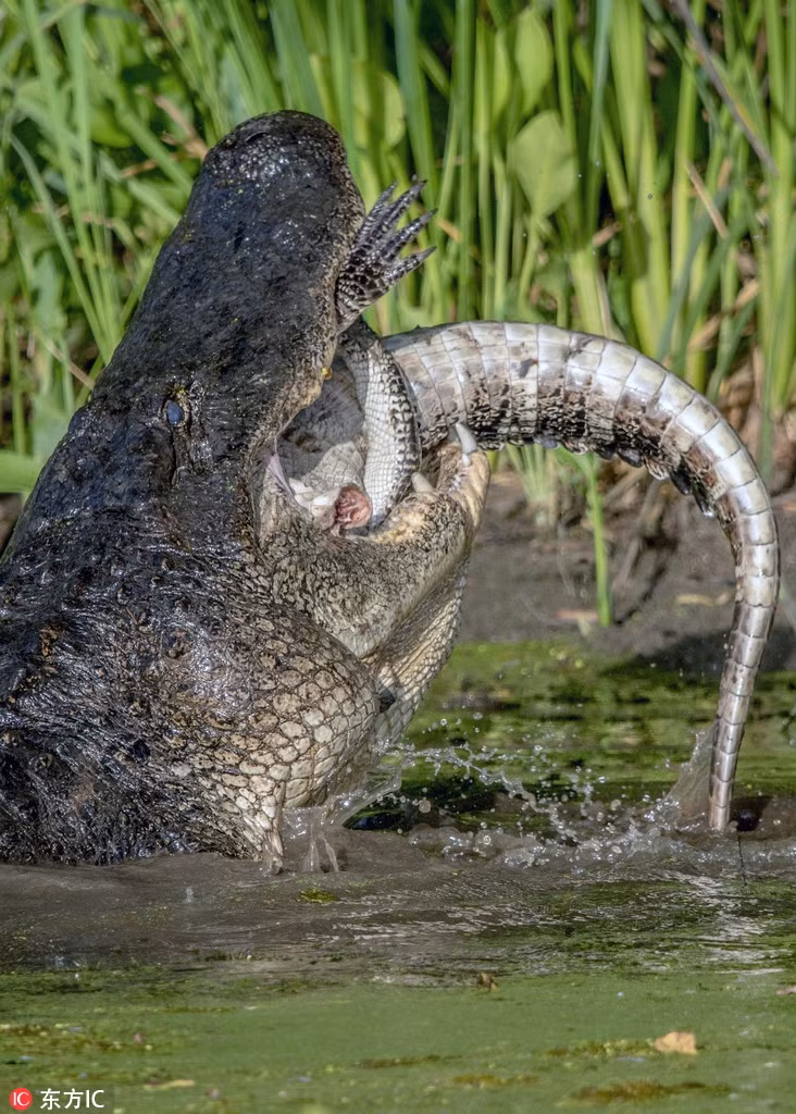  Cá sấu khổng lồ nổi tiếng là loài động vật máu lạnh, xứng với danh xưng này, chúng thực sự có thể tàn nhẫn xuống tay với cả đồng loại nhỏ bé của mình khi đói bụng.