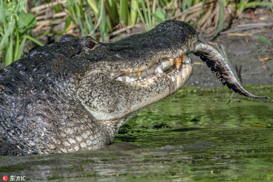 Theo tìm hiểu, hành vi ăn thịt đồng loại ở những con cá sấu khổng lồ là điều không quá hiếm gặp. Sự tàn bạo của chúng đôi khi vượt quá sức tưởng tượng của con người.