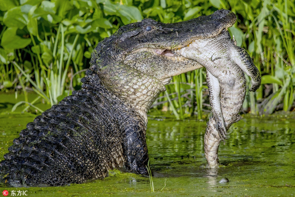 Nếu như những loài động vật khác chỉ ăn thịt đồng loại khi bị bức bách và áp lực quá lớn để tồn tại thì những con cá sấu có thể tấn công và ăn thịt đồng loại chỉ đơn giản là vì chúng đói bụng.