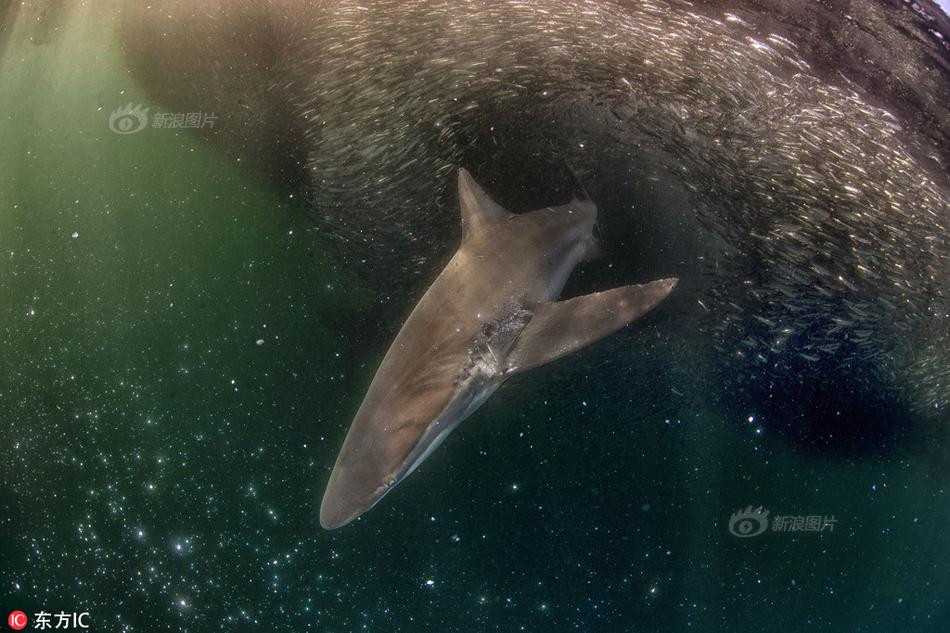 Bao mac bao, ca map van sung suong vi dieu don gian nay-Hinh-2