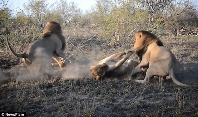 Khoc liet su tu duc hop suc tan cong su tu cai