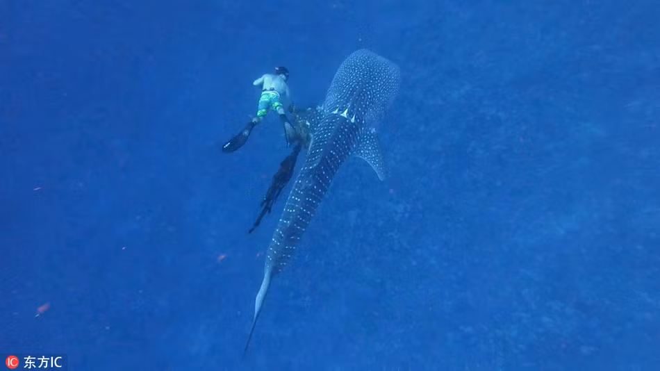 Cá mập khốn khổ với "vòng kim cô", được giải cứu ngoạn mục - Hình 2 Ca map khon kho voi