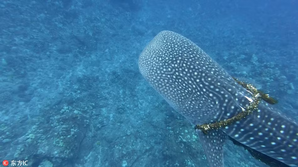 Cá mập khốn khổ với "vòng kim cô", được giải cứu ngoạn mục - Hình 3 Ca map khon kho voi