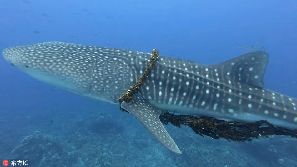 Cá mập khốn khổ với "vòng kim cô", được giải cứu ngoạn mục Ca map khon kho voi