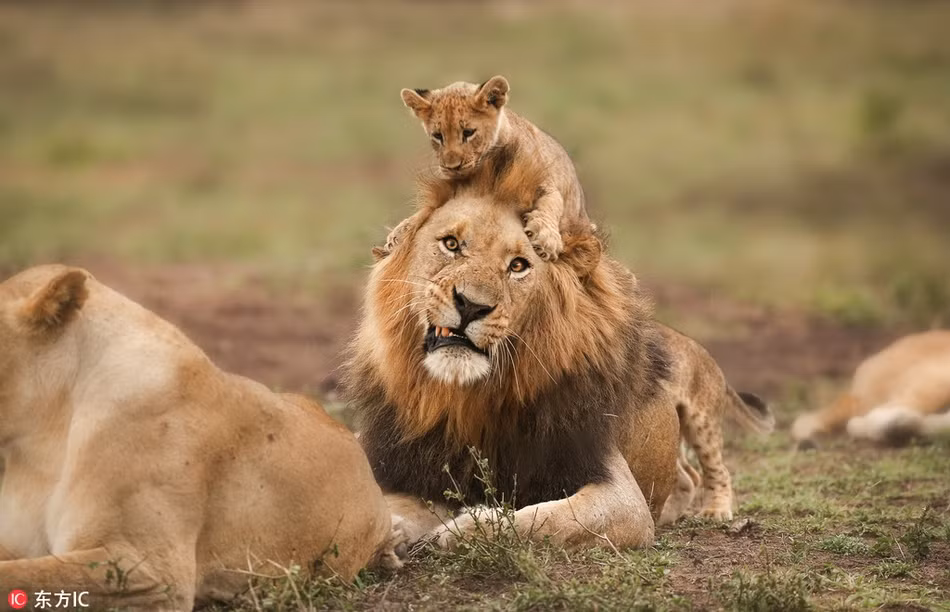 Di that xa de tro ve, vua su tu duoc con don nong hau-Hinh-3