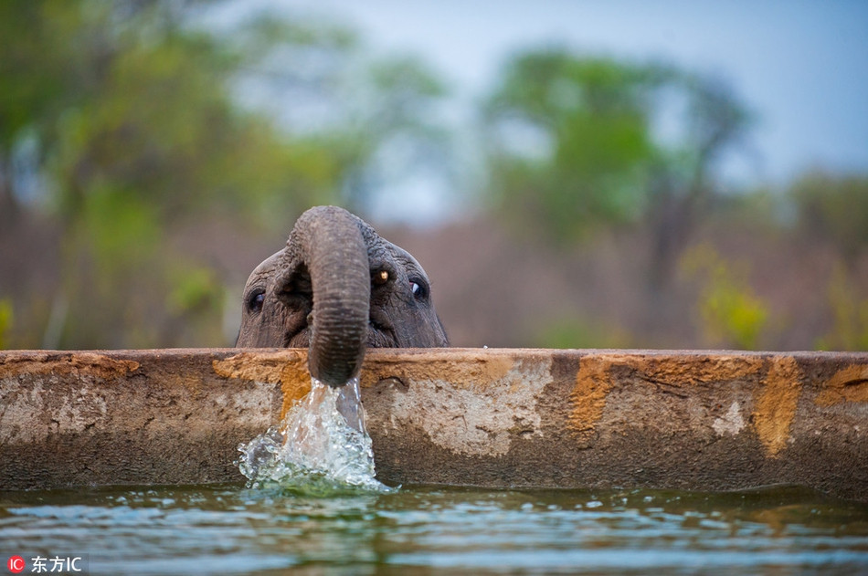 Tuy nhiên, ít người biết rằng con voi có rất nhiều mặt dễ thương, một trong những mặt đó là chúng có thể thực hiện những động tác Yoga có độ khó cao còn tốt hơn cả con người.