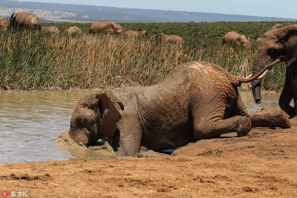 Khi chiếc vòi vẫn không đủ dài để giúp voi uống nước dưới sông, những con voi có thể uốn người, quỵ gối, hạ mình xuống và thỏa sức giải khác mà không gặp khó khăn giống như loài hươu cao cổ.