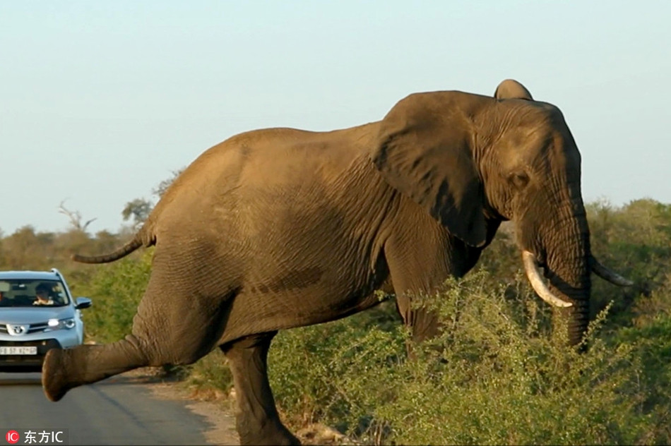 Trong ảnh là một con voi đang thể hiện khả năng thăng bằng cực tốt của mình, khuôn mặt của nó ánh lên sự vui vẻ, thỏa mãn khi khả năng của mình được công nhận.