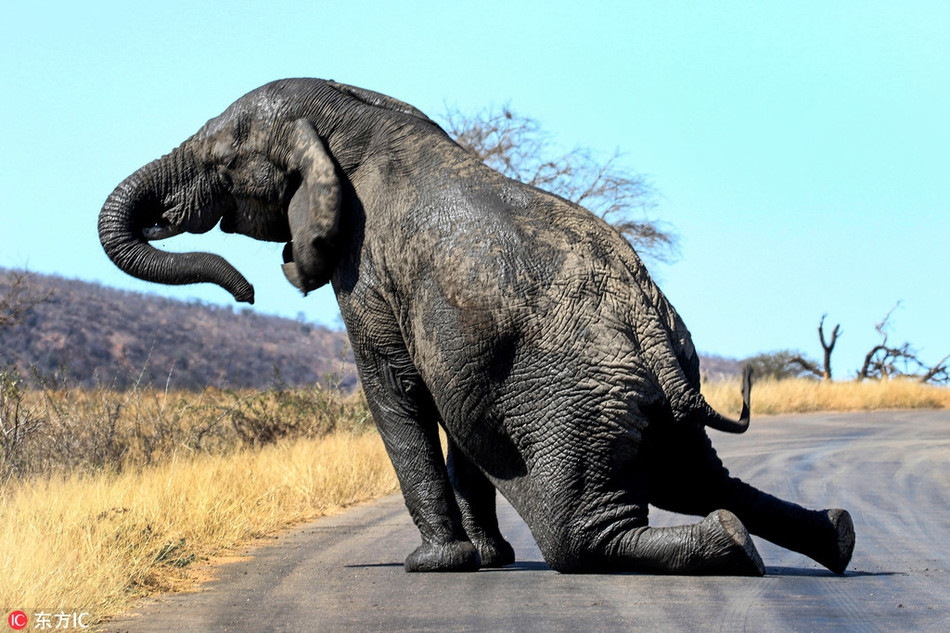 Trong ảnh là một con voi khổng lồ đang rướn người cho đỡ mỏi. Trông nó giống hệt như đang thực hiện động tác Yoga quen thuộc, động tác giúp giãn cơ.