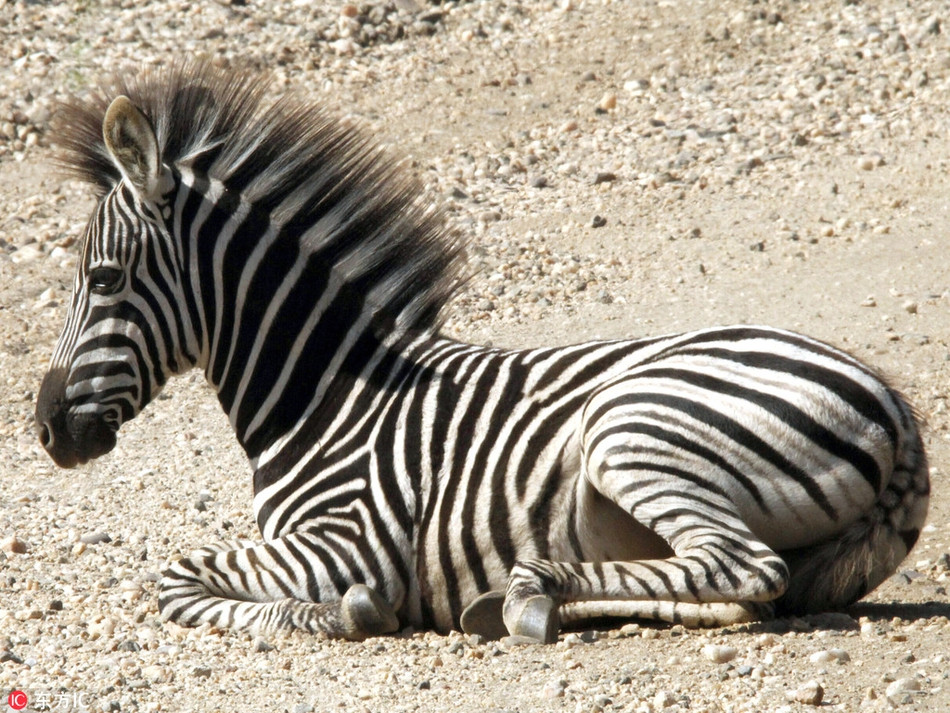 Ngua van gia bo nguy hiem, giay sau trung mat cuc hai