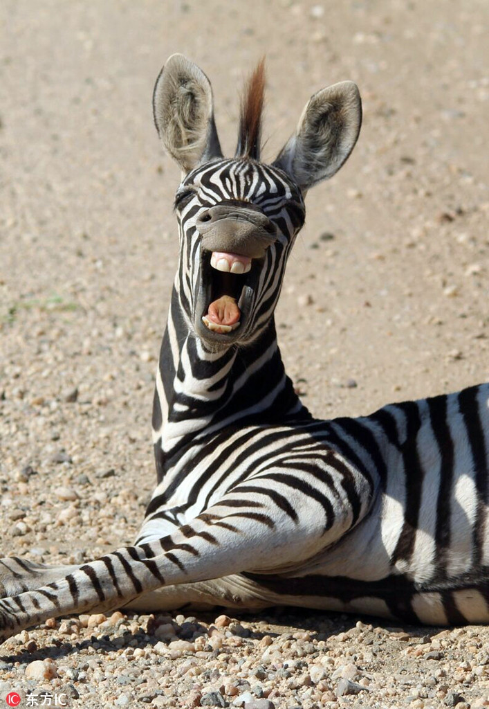 Ngua van gia bo nguy hiem, giay sau trung mat cuc hai-Hinh-3