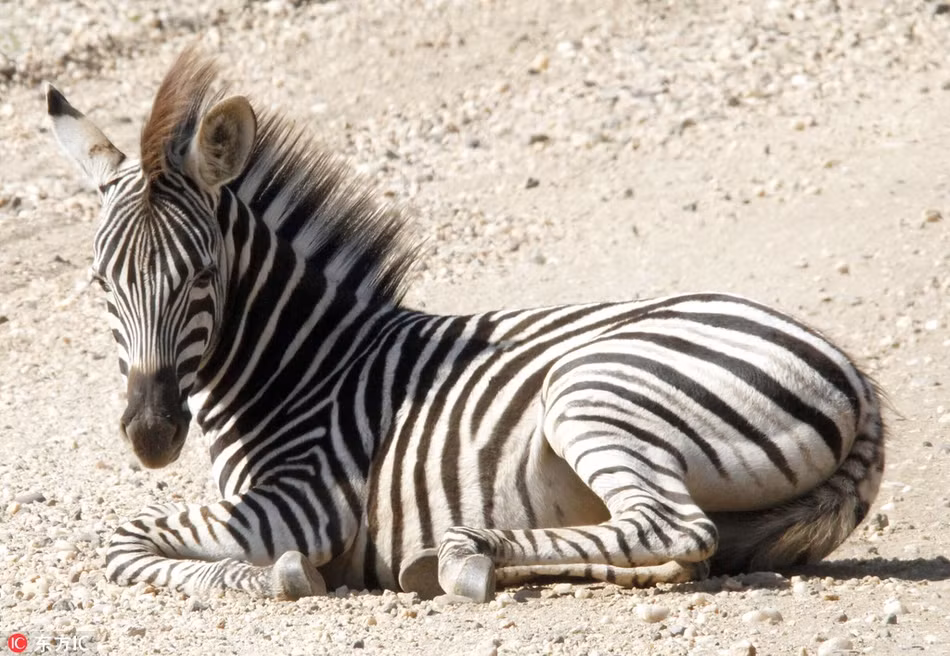 Ngua van gia bo nguy hiem, giay sau trung mat cuc hai-Hinh-2