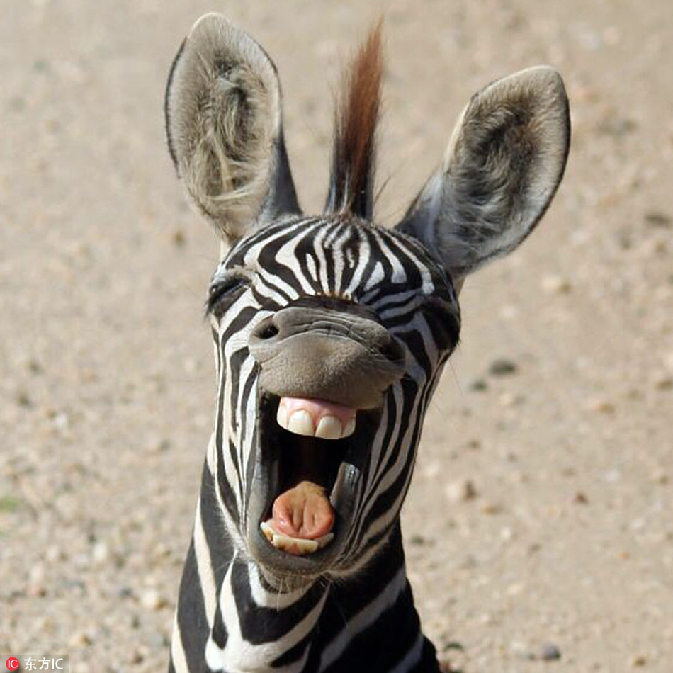 Ngua van gia bo nguy hiem, giay sau trung mat cuc hai-Hinh-4