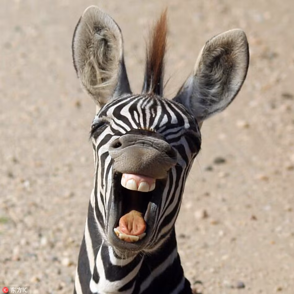 Ngua van gia bo nguy hiem, giay sau trung mat cuc hai-Hinh-4