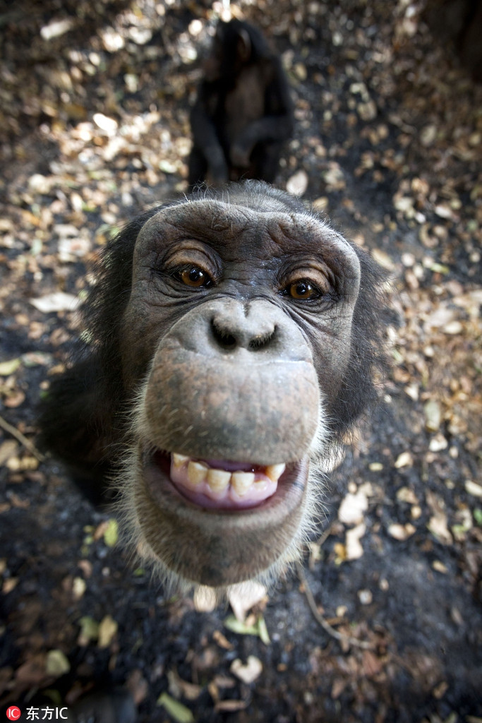 Bức ảnh động vật dễ thương chụp một con đười ươi mồ côi còn rất nhỏ. Cũng chính vì còn trẻ tuổi, nó luôn tò mò về mọi thứ. Nhìn thấy ống kính máy ảnh, đười ươi bé bỏng chạy tới và cười rõ tươi. Nụ cười ngây thơ của nó sưởi ấm trái tim của hàng ngàn người.