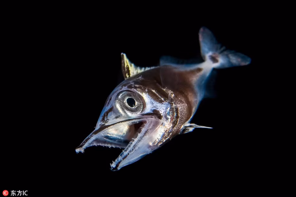 Những con cá có thể sinh sống dưới đáy biển sâu thường mang hình dạng kỳ quái nhưng khả năng cạnh tranh sinh tồn rất cao.