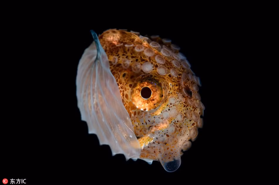 Những con bạch tuộc, mực, cá yêu tinh, lươn trong suốt trông kỳ quái và vô cùng lạ lẫm.