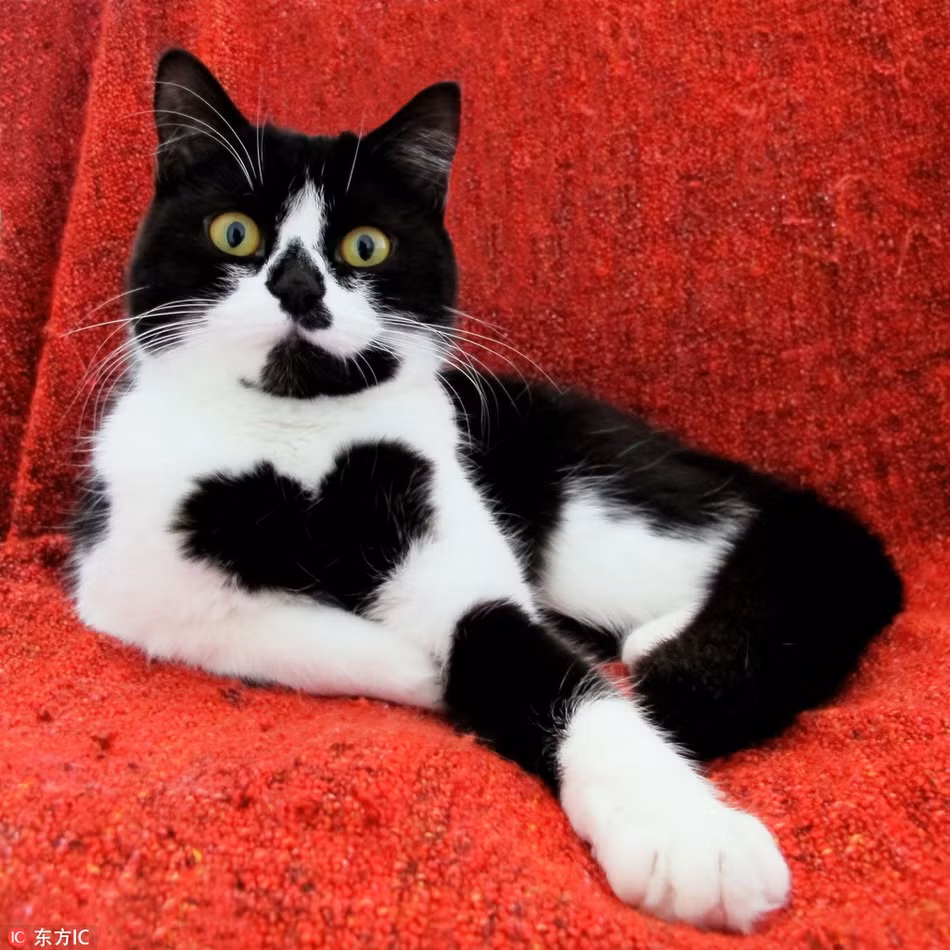 Zoe, một con mèo ở Hà Lan cũng có vệt lông hình trái tim siêu nổi bật trước ngực.